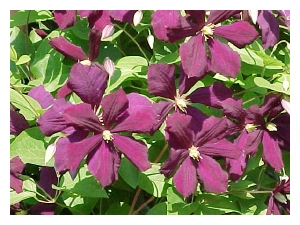 CLEMATIS viticella 'Etoile Violette'